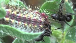 Myrmecophily  Camponotus aethiops attracted by the caterpillars of Tomares ballus [upl. by Nwaf33]