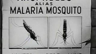 How Malaria is Transmitted 1943 [upl. by Eelirak]