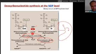 Synthesis and regulation of deoxynucleotide for DNA by Ribonucleotide reductase USMLE Step 1 [upl. by Ecad]