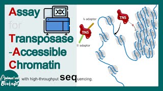 ATAC Sequencing explained in 5 minutes  What do ATACseq peaks represent  Molbio [upl. by Nsaj289]