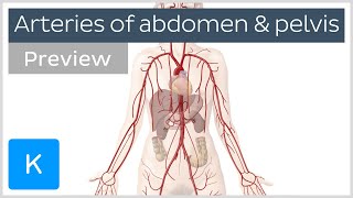 Arteries of the abdomen and pelvis preview  Human Anatomy  Kenhub [upl. by Riess239]