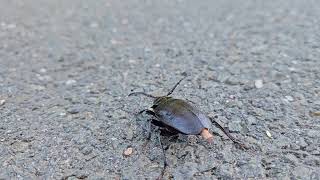 Broadnecked root borer Prionus laticollus laying egg with ovipositor [upl. by Kcirddot]