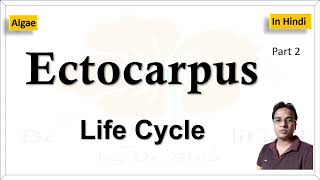 Ectocarpus Life cycle  एक्टोकारपस का जीवन चक्र [upl. by Ariamoy]