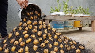 Using this method You can grow potatoes all year round Growing potatoes in plastic containers [upl. by Sheena]