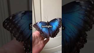 The Magical Journey of the Blue Morpho Butterfly🦋butterflyinsectsfactslifecycleanimalnature [upl. by Airetak319]