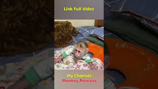 Monkey NANA woke up and missed her dad so much shorts smartmonkey babymonkey monkeynana [upl. by Twila]