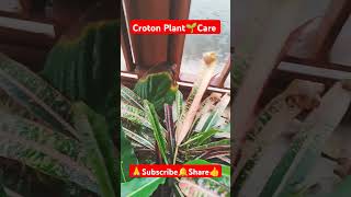 Croton Plant🌱Care shorts viralvideo plantcare crotonplantcare gardening houseplants plants [upl. by Emlynn]