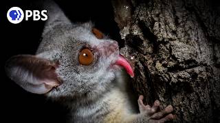 How Nocturnal Bush Babies Survive at Night [upl. by Wrigley6]