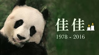 海洋公園悼念大熊貓佳佳精彩一生！Ocean Park Honours The Life Of Giant Panda Jia Jia [upl. by Hairahcaz538]