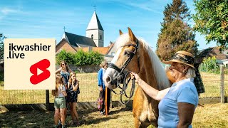 Jaarmarkt Mazenzele met prijskamp trekpaarden ea shorts jaarmarkt trekpaard horse erfgoed [upl. by Bever20]