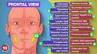 MUSCLES OF FACIAL EXPRESSION  Anatomy Model [upl. by Anitnamaid]