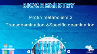 L22 Protein metabolism 2 transamination Transdeamination and specific deamination Biochemistry [upl. by Phenica]