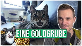 Ich glaube ich werde Goldgräber  Charlies super Tipp [upl. by Stringer346]