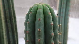 T pachanoi VS T bridgesii Botanical Comparison Video  Trichocereus [upl. by Cyrus]