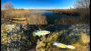 Expedition Valencia hispanica and Aphanius iberus FEB 2018 [upl. by Namsaj]