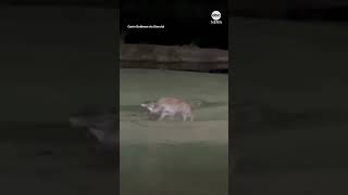 Animals converge on South African golf course to compete for impala remains [upl. by Eilahs939]