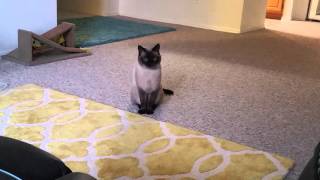 My Siamese Cat Talking to me [upl. by Akimehs878]