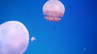 Jellyfish  Various Types [upl. by Areis]