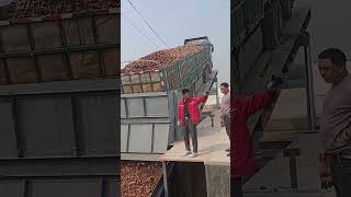 The process of unloading sweet potatoes into the cleaning tank [upl. by Maguire]