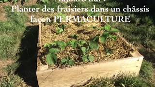 Repiquer les stolons des fraisiers façon Permaculture [upl. by Leanahtan433]