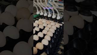 Eggs cleaning and packing process in factory  Eggs food  Eggs diet  eggs breakfast  eggs [upl. by Schertz]