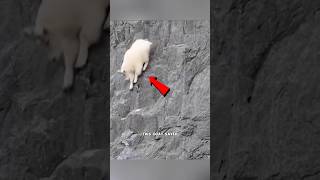 Mountain Goats Climbing Walls 🐐  shorts facts ytshorts [upl. by Lehcem610]