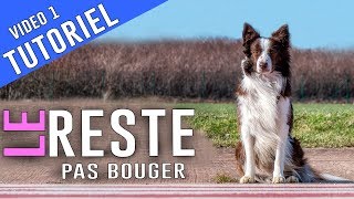 APPRENDRE à son CHIEN le RESTE  PAS BOUGER mode Basic [upl. by Cirenoj870]