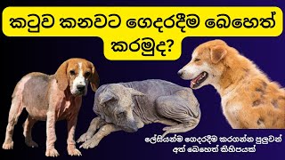 Mange Home Remedies Sinhala  කටුව කන රෝගයට ගෙදරදීම කරන්න පුලුවන් දේවල් රෑශ් වලට තිත [upl. by Odraboel]