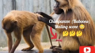 Chimpanzee Baboons mating scene 😳😱 monkeymating breeding viral upload wildlife [upl. by Andrey]