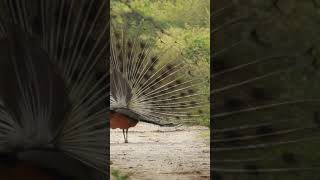 amazing peacock wall hanging amazing peacock shorts respect tiktok reels viral [upl. by Yecak]