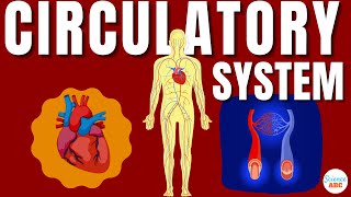 Circulatory System And The Heart  Explained In Simple Words [upl. by Mendy99]