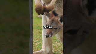 Kangaroo Facts You Didnt Know [upl. by Garrik]