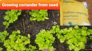 Ugaoo Coriander Growing From Seeds Ugaoo review 750 from combo pack humskills kitchingarden [upl. by Melburn]