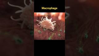 Macrophage shorts youtubeshorts short viral science [upl. by Shargel270]