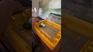 Putting chicken eggs into lockdown in the Brinsea Ovation 28 Advance [upl. by Goldy]