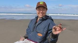 How to safely harvest razor clams [upl. by Brenn]