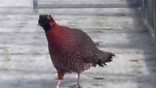 Lateral display by male Satyr tragopan [upl. by Walker972]