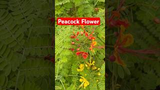 How to grow Peacock Flower or Caesalpinia pulcherrima shorts [upl. by Neerac]