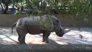 A rhino pooping [upl. by Brit]