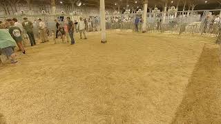 4HFFA Market Swine Show [upl. by Angus]