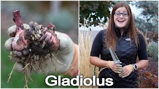 Digging and Storing Gladiolus Bulbs [upl. by Seaddon]