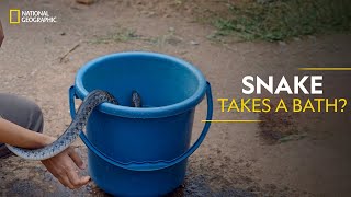 Snake Takes a Bath  Snakes SOS Goas Wildest  National Geographic [upl. by Hgielyak]