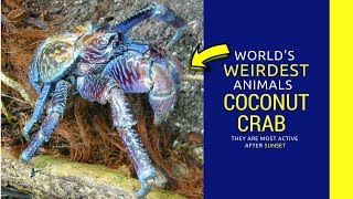 Coconut Crab facts for kids Intrusting Information about coconut crab mating [upl. by Kahn]