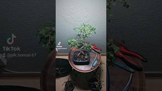 taille de densification pour mon ormes de chine bonsai bonsaiindonesia bonsaitree bonsaimini [upl. by Ajiam]