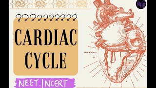 Cardiac Cycle  Circulatory System  Class 11th  Biology [upl. by Esor775]