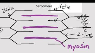 Parts of the Sarcomere [upl. by Midge]