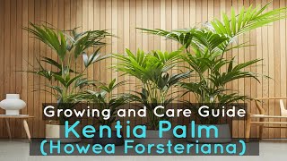 Kentia Palm Howea Forsteriana  Growing and Care Guide [upl. by Norre]