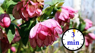 3 Minute Hellebore Tour  So Many Flowers [upl. by Tasha]