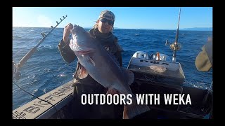 Offshore fishing with Weka in the Hokitika Trench New Zealand South Island [upl. by Enelyar855]