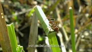 Army of grass cutter ants  One Life  BBC [upl. by Erret]